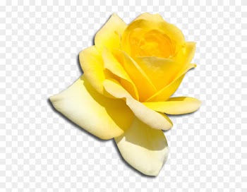 Sigma Delta Tau Flower - Garden Roses