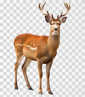Sika Deer - PNG transparent background