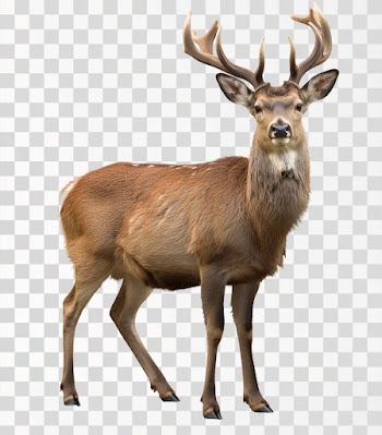 Sika Deer - PNG transparent background