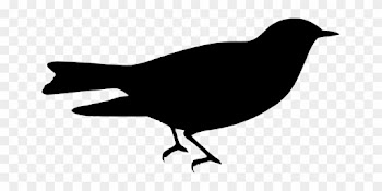 Silhouette, Bird, Nature, From The Side - Bird