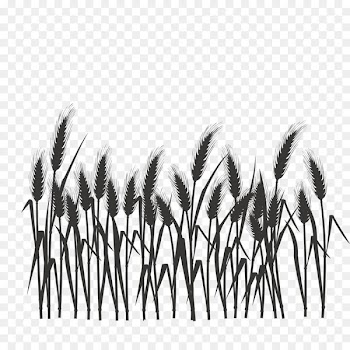 Silhouette Black and white - Silhouette of wheat field 