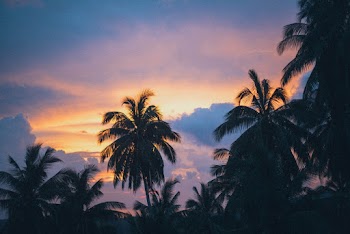 Silhouette Coconut Trees during Golden Hour