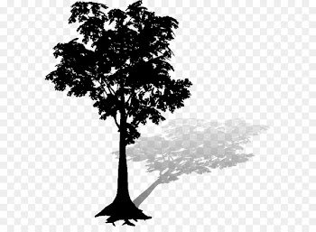 Silhouette Leaf Sky Branching -  