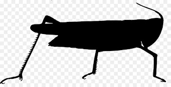 Silhouette, Line, Black M, Tail, Blackandwhite PNG