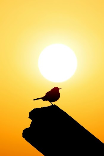 Silhouette of a Bird Against a Vibrant Sunset
