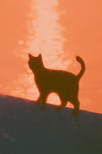 Silhouette of a Cat by the Sea at Sunset