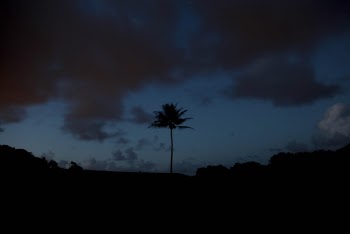 silhouette of a tree