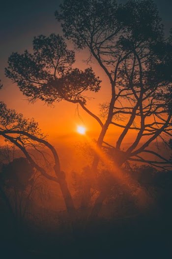 silhouette of a tree during sunset