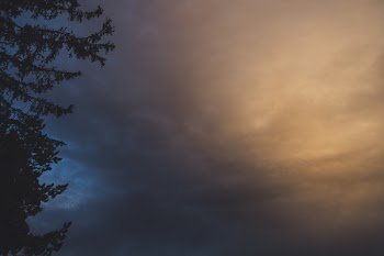 Silhouette of a Tree With Cloudy Sky Background