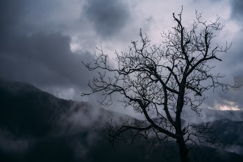 Silhouette of Bare Tree Photography