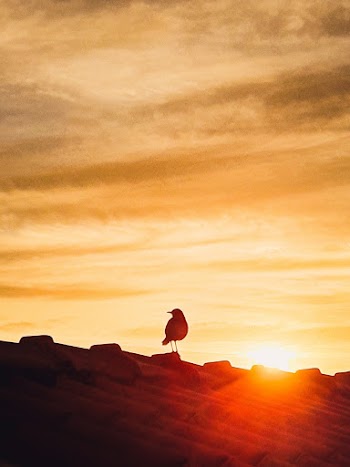 Silhouette Of Bird