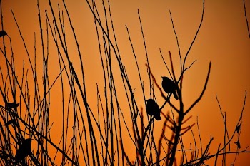 silhouette of bird on stick