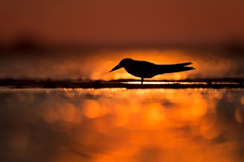 silhouette of bird standing on shore
