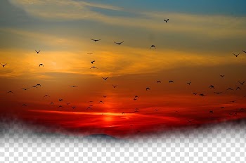 Silhouette of birds flying during golden time, Sunset Sky Cloud, Sunset under the birds transparent background PNG clipart