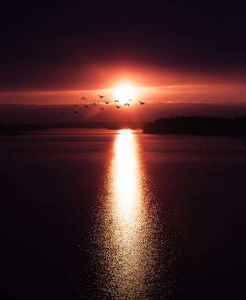 Silhouette of Birds Flying over Body of Water