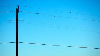 silhouette of birds on electric wires