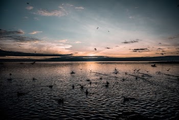 Silhouette of Birds on Water during Sunset