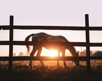 silhouette of brown and gray horse near wooden fence during golden hour