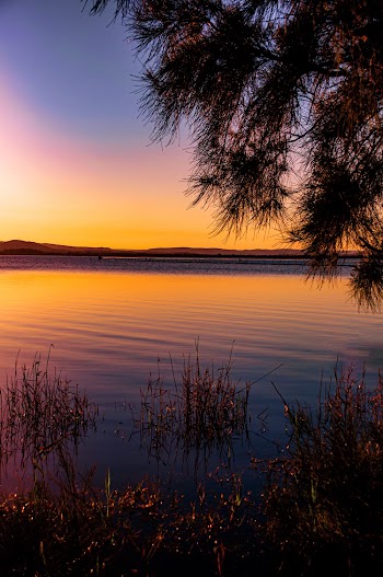 Silhouette of Bushes in Body of Water during Golden Hour