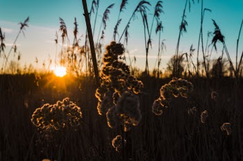 Silhouette of Cluster Flowers at Sunrise