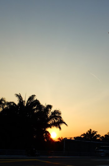Silhouette of Coconut Tree