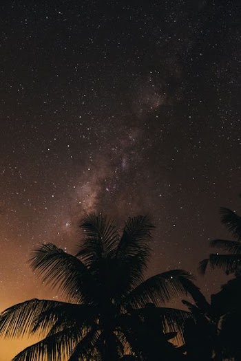 silhouette of coconut tree during nighttime
