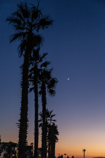 Silhouette Of Coconut Trees