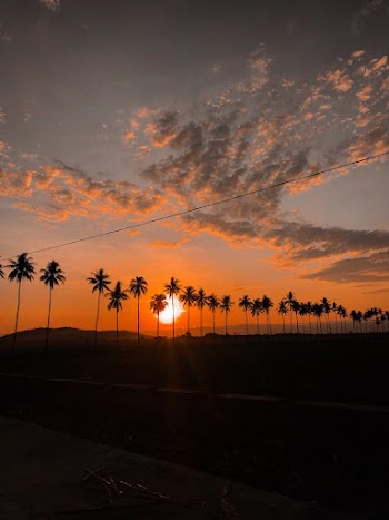 Silhouette of Coconuts during Golden Hour