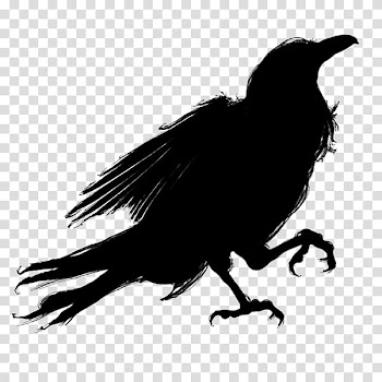 Silhouette of crow, Silhouette Bird American crow, ravens 3d animated transparent background PNG clipart