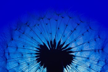 Silhouette of Dandelion