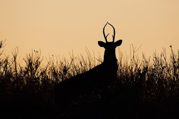 silhouette of deer during golden hour