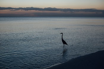 Silhouette of Duck on Shore during Sunset