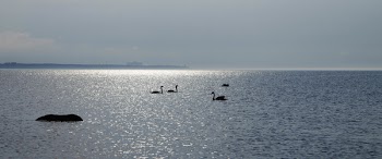 Silhouette of Flock of Swans on Body of Water