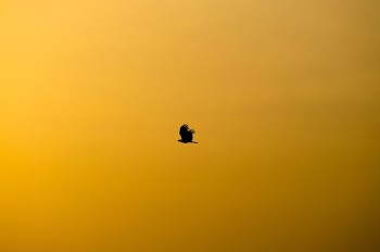 silhouette of flying bird