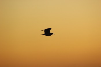 Silhouette of Flying Bird