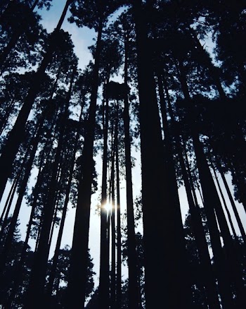 Silhouette Of Forest