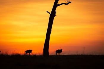 silhouette of four legged animal