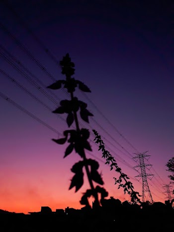 Silhouette of Grass