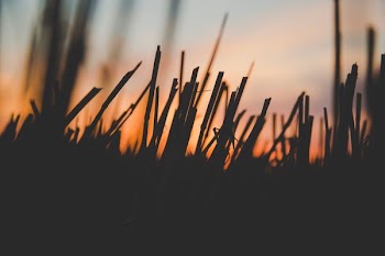 silhouette of grass during golden hour