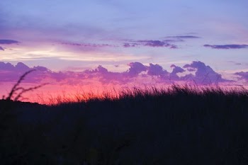 silhouette of grass during golden hour