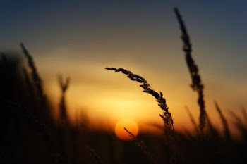Silhouette of Grass during Golden Hour