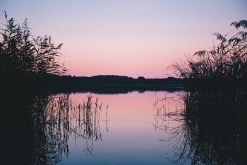 Silhouette of Grass on Body of Water