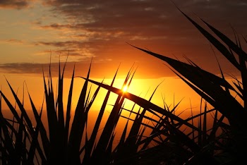 Silhouette of Grass Under the Sepia Sky
