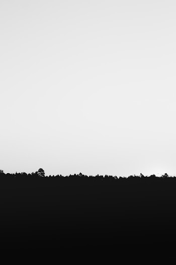Silhouette of Grass Under White Sky