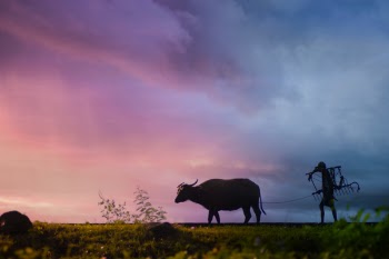 Silhouette of Man Carrying Plow While Holding the Rope of Water Buffalo Walking on Grass Field