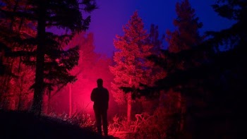 silhouette of man near trees