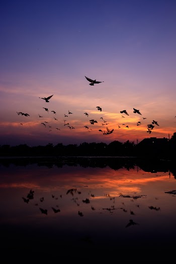 Silhouette of Mountain and Birds