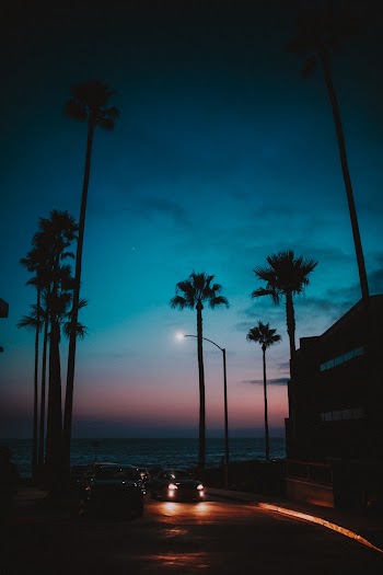 Silhouette Of Palm Trees
