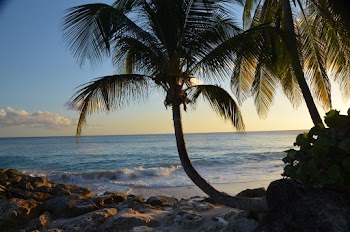Silhouette of Palm Trees