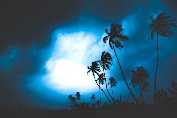 silhouette of palm trees